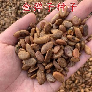 新采金弹子种子川弹子种籽乌柿盆景种子刺柿山柿籽高档名贵盆景树