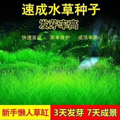 四季速成水草种子族鱼缸造景