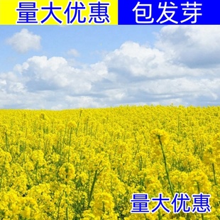 油菜花种子室外高产观赏食用耐寒耐旱春油菜花籽榨油菜籽花海种孑