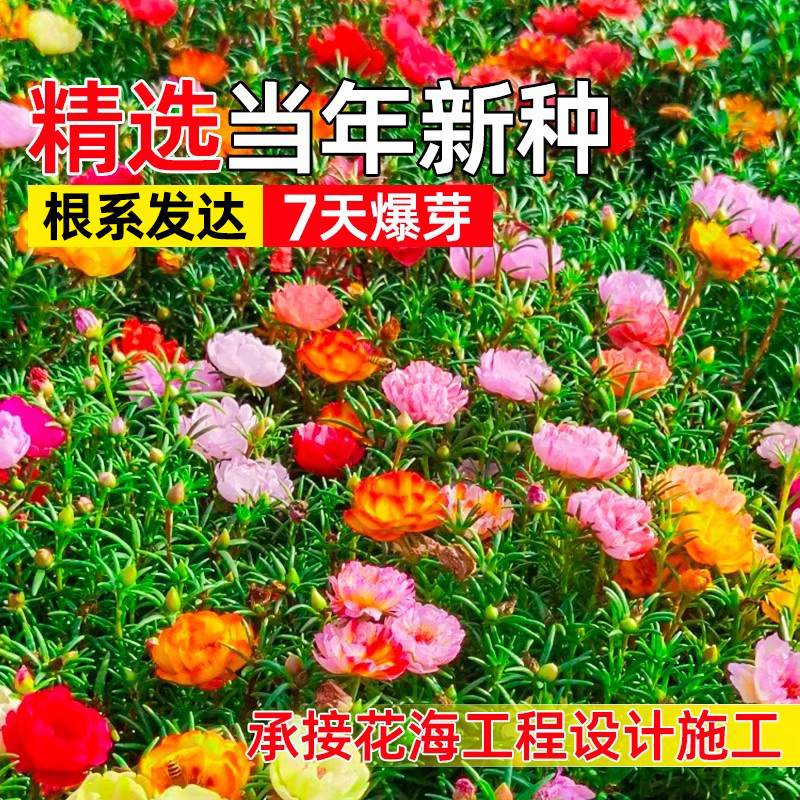 太阳花种籽四季种植庭院公园造景花海打造多年生野花组合花卉种子