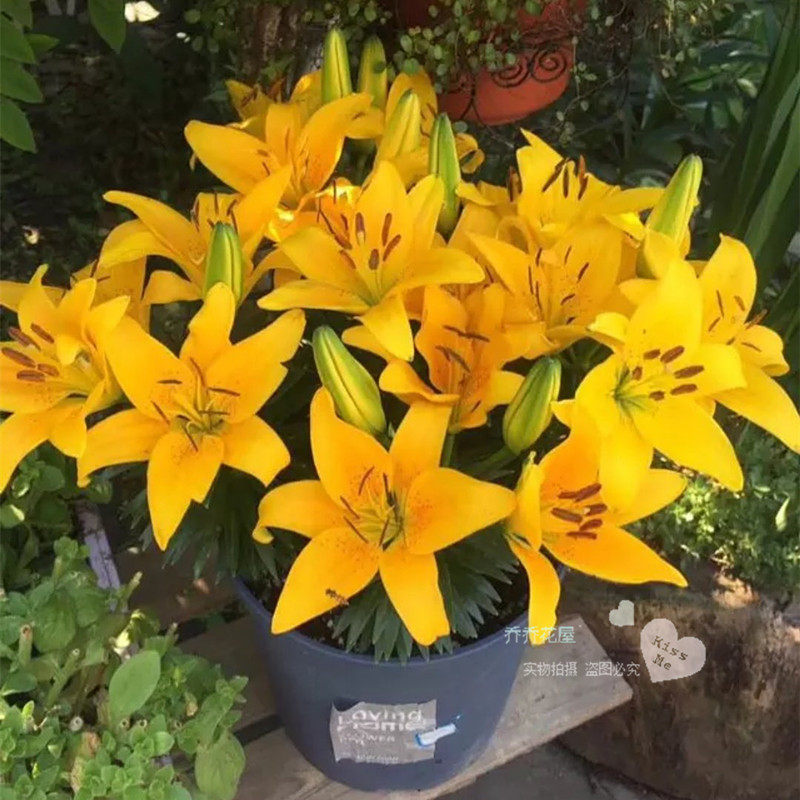 乔乔花屋 亚洲百合种球矮化盆栽品种四季阳台小蜜蜂黄色3粒装现货