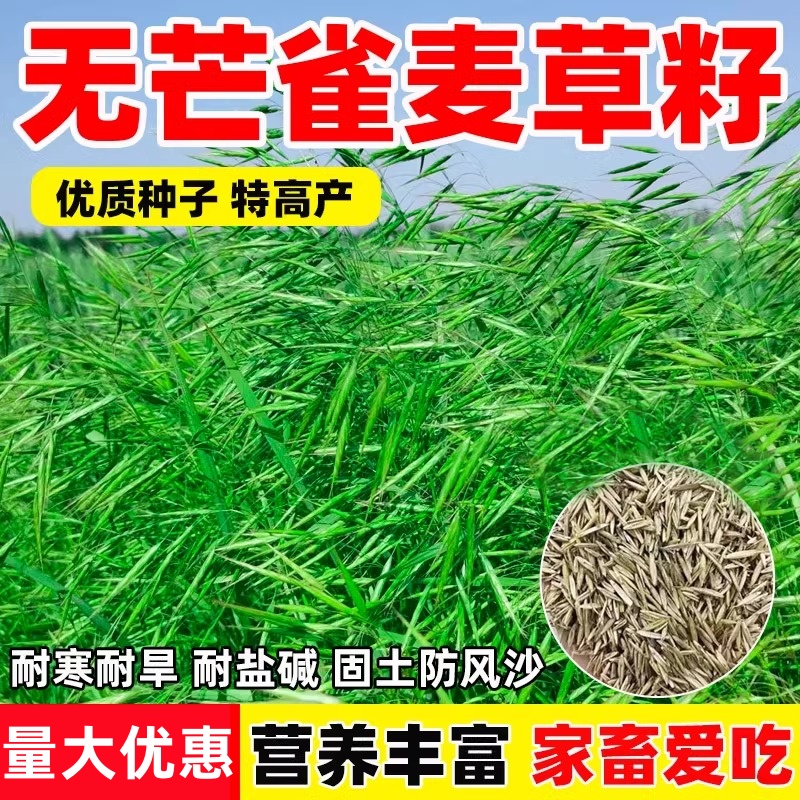 鲜思雁披碱草种子无芒雀麦
