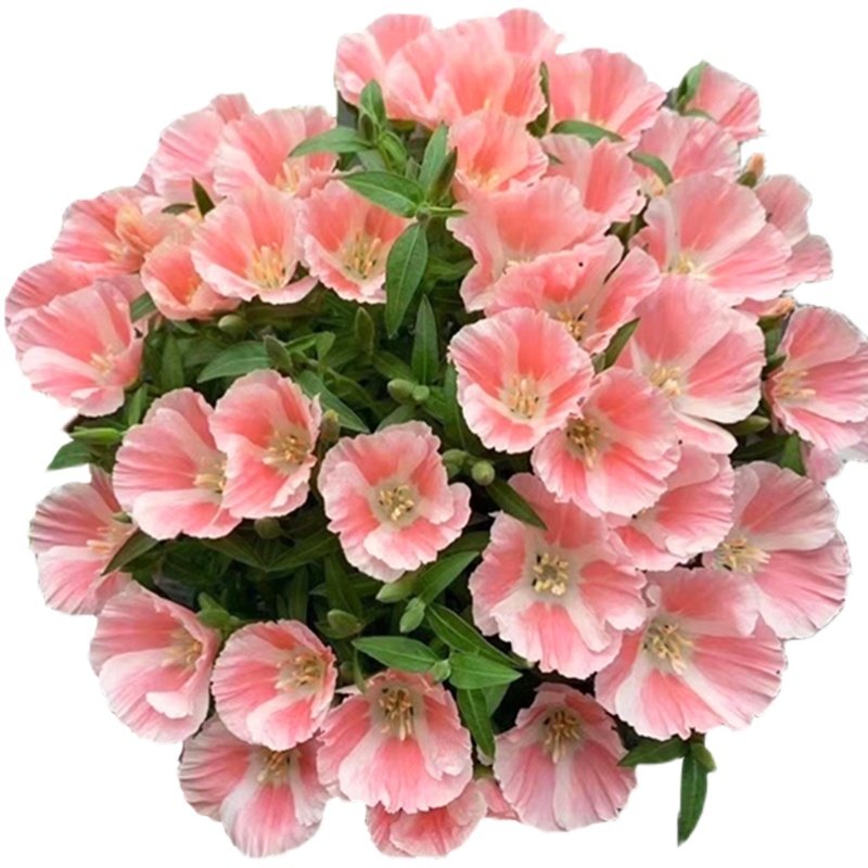 古代稀花种子室内阳台盆栽室外庭院春秋开花四季易种懒人送春花籽