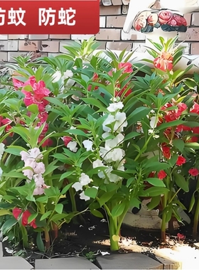 凤仙花种子种籽混色指甲花景观绿化盆栽庭院花种籽子四季播种耐旱