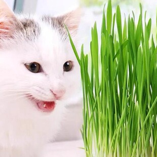 猫草盆栽草种子非已种好小麦种子零食品种孑满天星种植虞美人开花