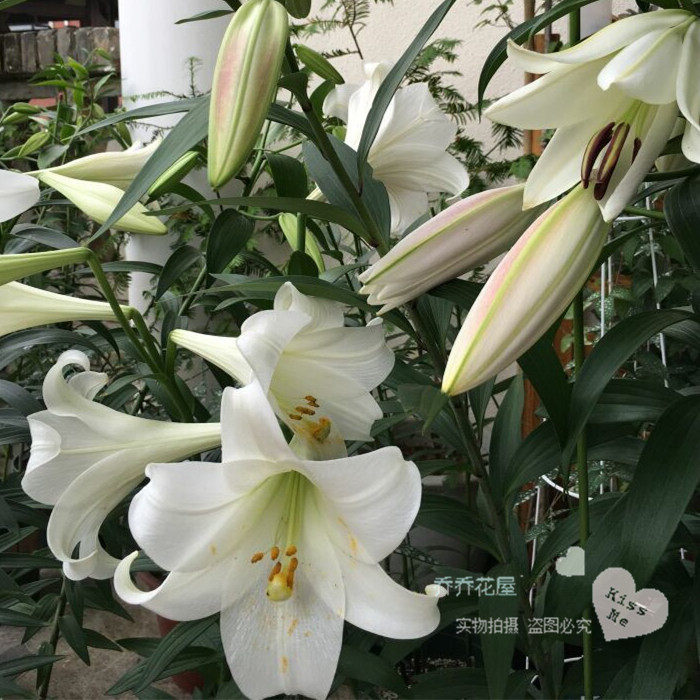 乔乔花屋百合花种球lo铁炮系列喇叭花 多个品种3粒装现货