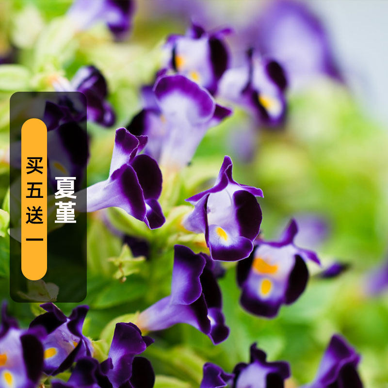 夏堇种子200粒蓝猪耳蝴蝶草籽花坛室外阳台盆栽春季播种四季开花