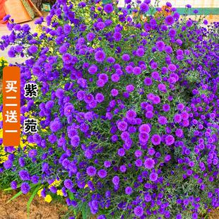 紫菀花种子荷兰菊花籽耐寒耐旱多年生阳台爆盆盆栽四季易活花种孑