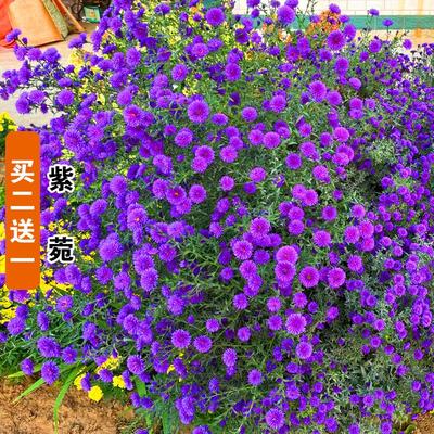 紫菀花种子荷兰菊籽耐寒旱