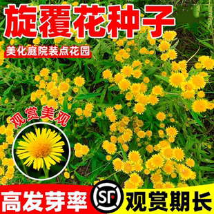 旋覆花种子别名金佛花种子四季开花金佛草籽六月菊草籽旋复花种子