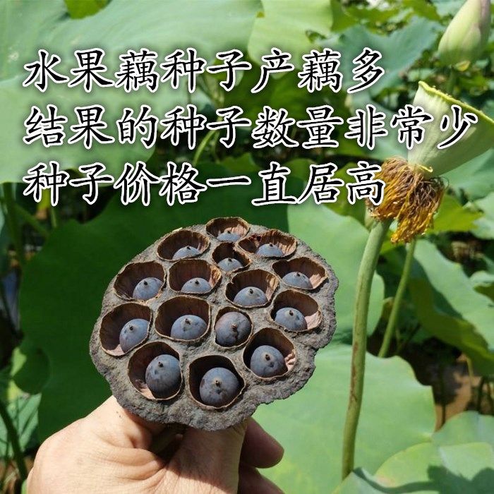 水果藕种子大型荷花种籽莲蓬产藕产莲子观赏荷花池塘水田种植藕种