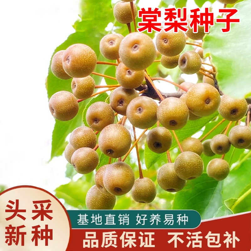 杜梨种子棠梨海棠梨野生杜梨籽散装观花果树苗木春秋季林木种子