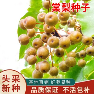 杜梨种子棠梨海棠梨野生杜梨籽散装观花果树苗木春秋季林木种子