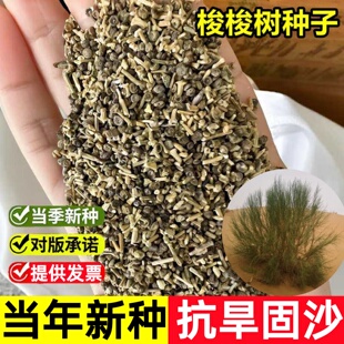梭梭树种子多年生护坡固土草籽防风固沙生态复绿改善土壤绿化种籽
