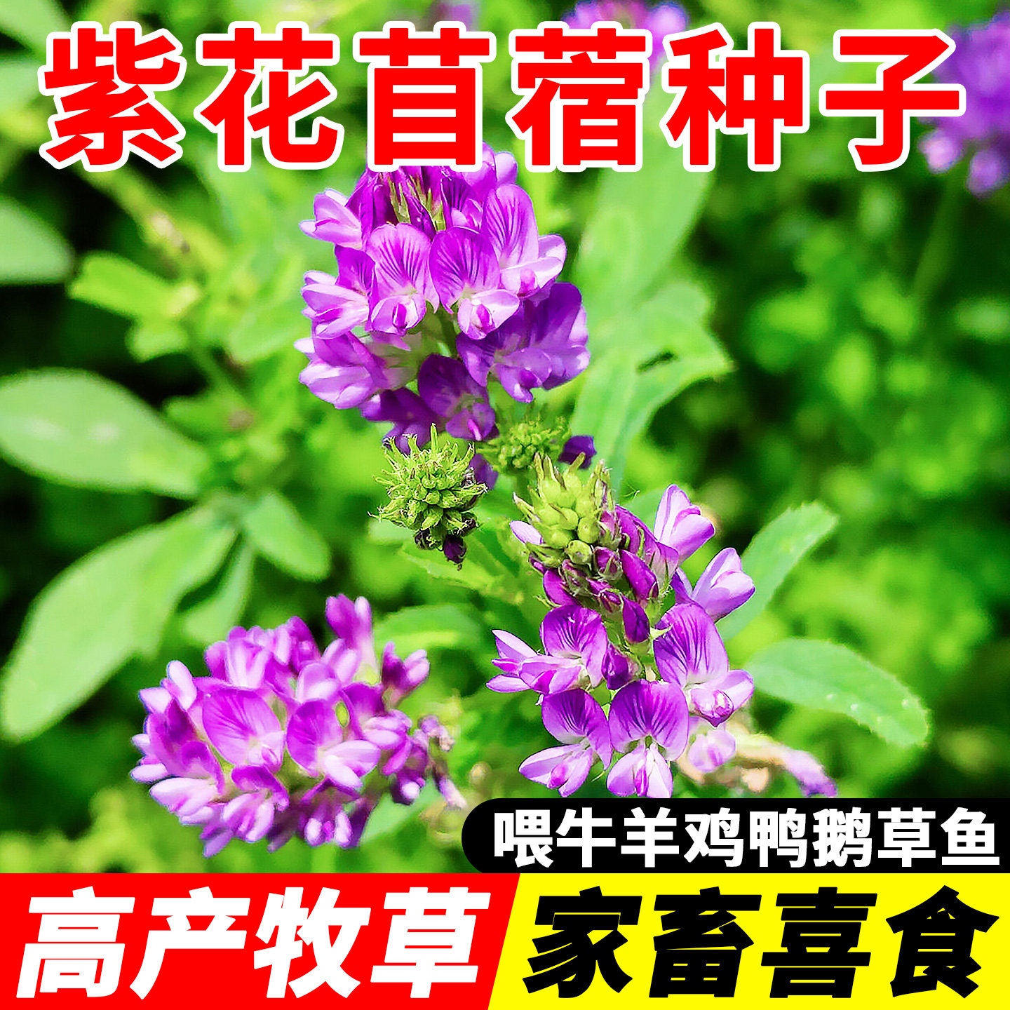 紫花苜蓿草种籽多年生牧草种子四季养殖喂羊牛鸡鸭鹅草鱼牧草种籽