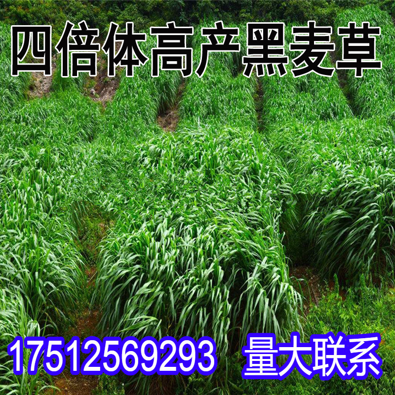 黑麦草种籽子四季多年生耐寒