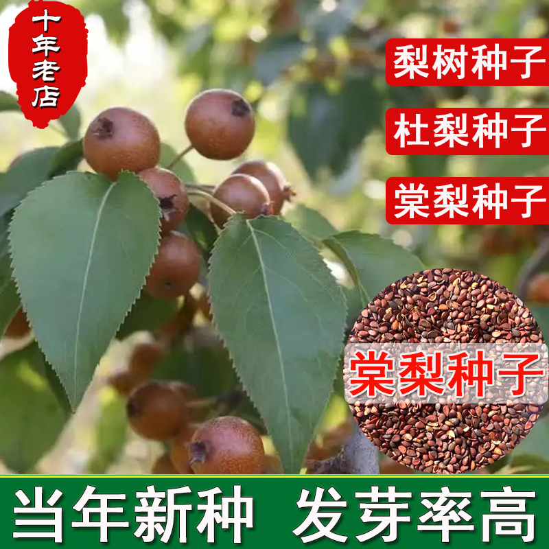 梨树种子杜梨种子棠梨种子土梨海棠梨种子野梨种子砧木果树种籽子