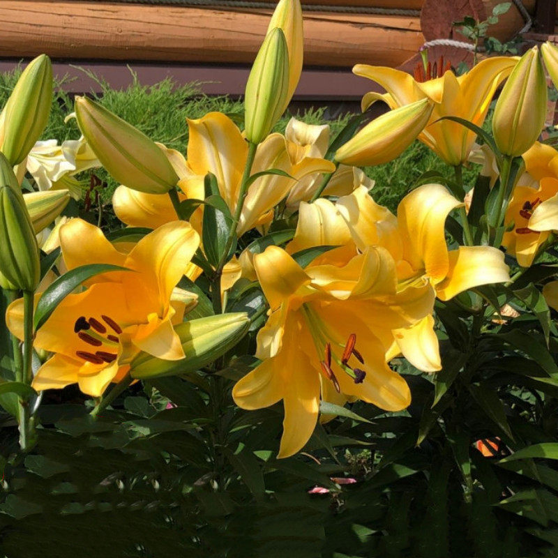 乔乔花屋 香水百合花种球单瓣大花浓香ot系列 多个品种3粒装现货