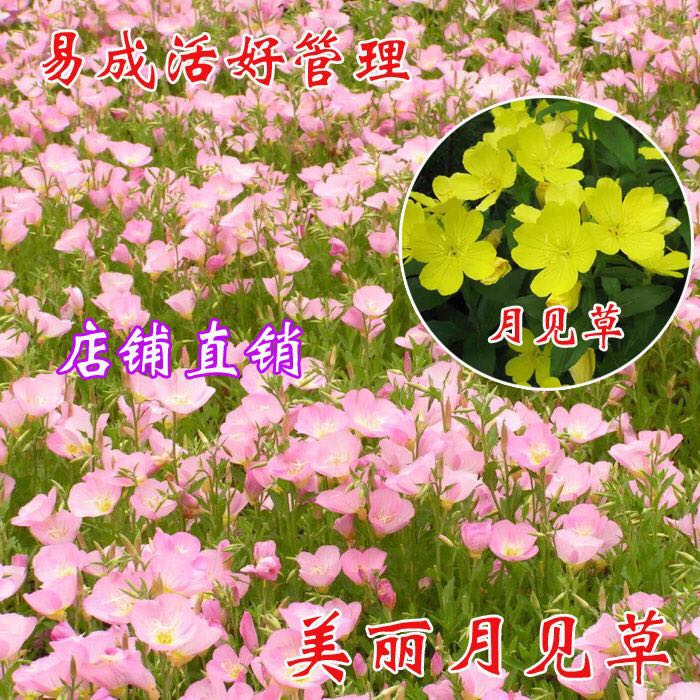 美丽月见草花籽宿根北方四