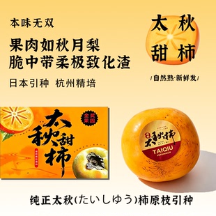 【金奖太秋柿】顺丰包邮杭州太秋脆柿甜柿子日本引进不酸不涩孕妇