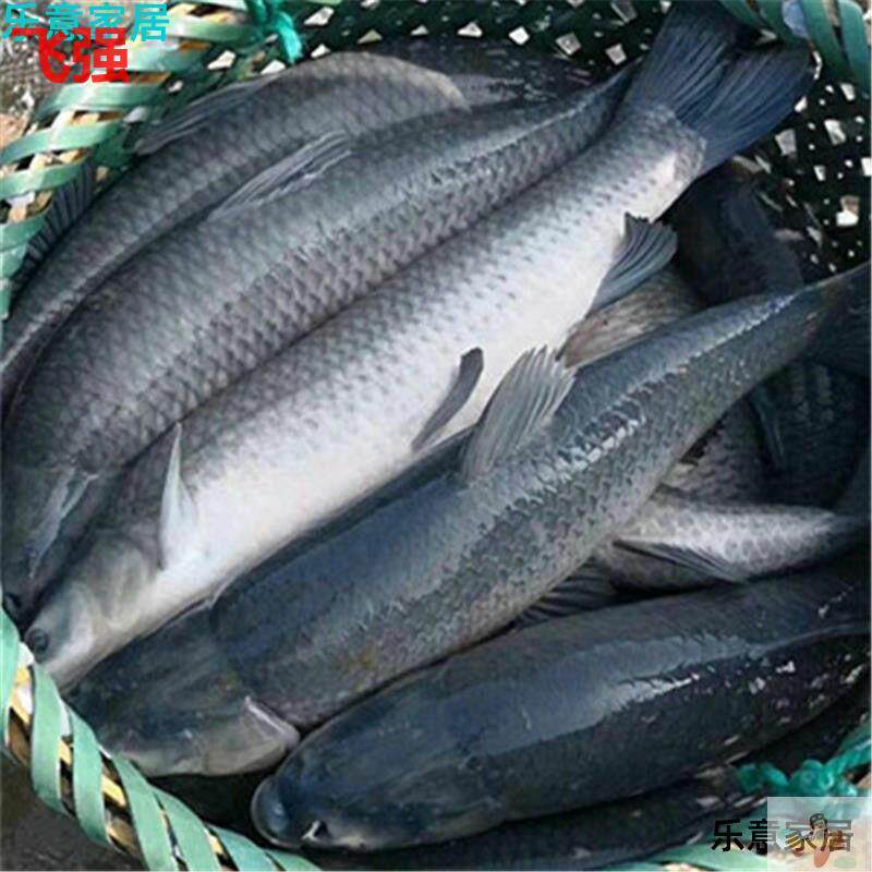 螺丝青鱼鱼苗淡水螺蛳青鱼苗食用黒魭鱼苗养殖灰草鱼乌鲩鱼乌青大怎么看?
