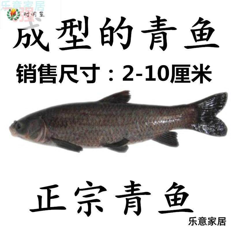 螺丝青鱼鱼苗淡水螺蛳青鱼苗食用黒魭鱼苗养殖灰草鱼乌鲩鱼乌青大高性价比高么？