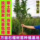 石榴树树苗突尼斯软籽庭院矮化南北方种植盆栽地栽特大石榴果树苗