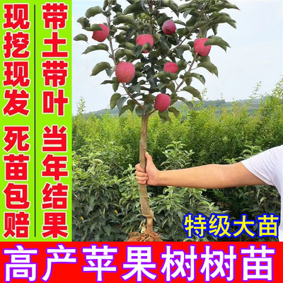 红富士苹果树果苗盆栽嫁接苗庭院南方北方矮化耐寒果树苗四季种植