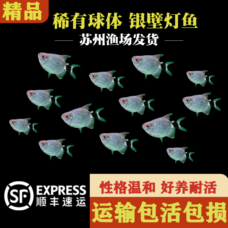 头尾灯银壁球灯球淡水宠物鱼小型热带灯科鱼观赏鱼活体新手易饲养