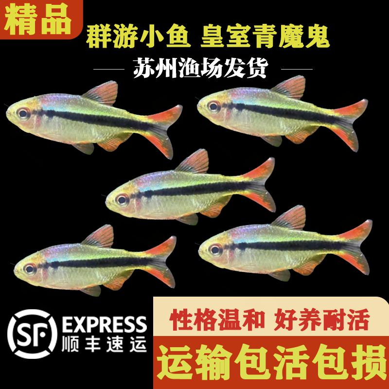 皇室青魔鬼群游小鱼热带淡水鱼灯科鱼草缸推荐小鱼好养耐活宝莲灯