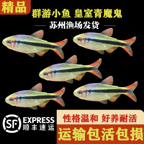 皇室青魔鬼群游观赏鱼热带鱼