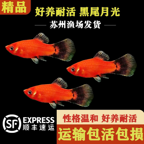 黑尾月光熊猫鱼胎生鱼