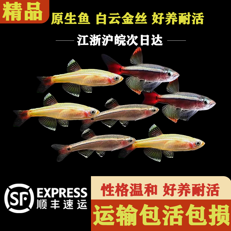金丝鱼观赏鱼观赏鱼白云金丝