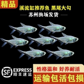 黑尾大勾鱼群游鱼观赏鱼热带淡水鱼好养耐活宝莲灯鱼灯科鱼小型鱼