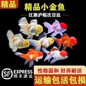 精品小金鱼冷水鱼不加温不打氧小鱼鸿运当头鱼淡水鱼传统小鱼好养