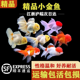 精品小金鱼冷水鱼不加温不打氧小鱼鸿运当头鱼淡水鱼传统小鱼好养