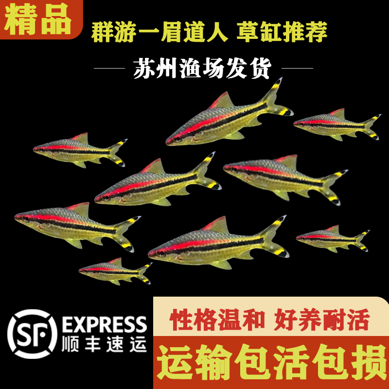 一眉道人观赏鱼灯鱼小型草缸群游观赏鱼热带淡水鱼鱼活体好养耐活