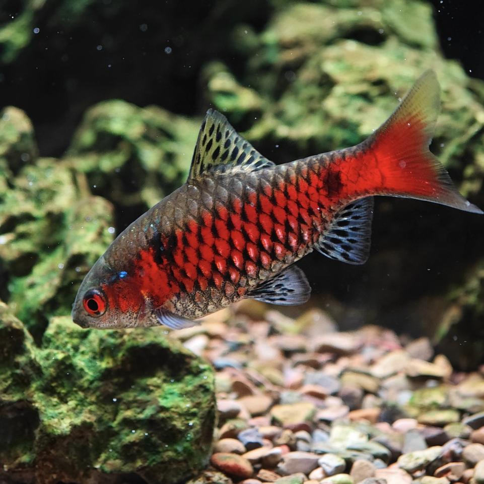 钻石彩虹鲫红尾绿荧光鲫鱼