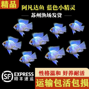 观赏鱼随机金波子热带鱼