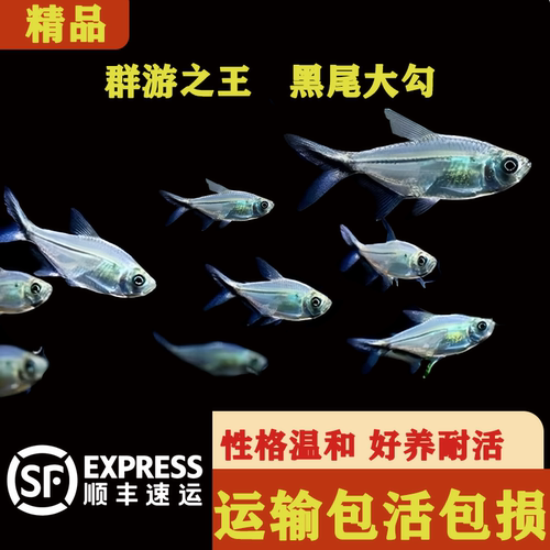 小型观赏鱼宝莲灯黑尾大勾热带鱼