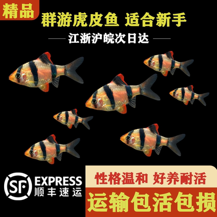 四间虎皮鱼热带鱼观赏鱼淡水鱼小型鱼宠物鱼金绿虎皮鱼群游观赏鱼