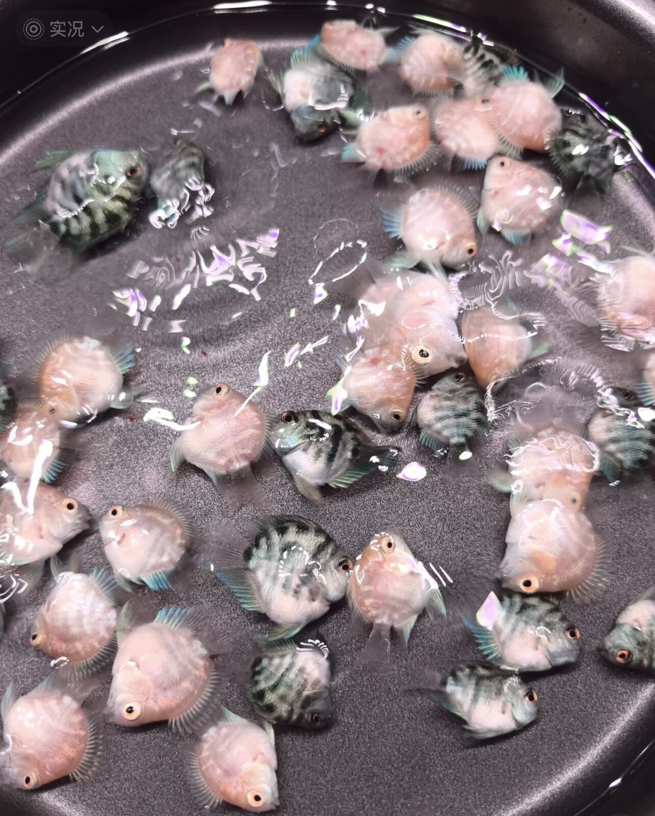 活体迷你鹦鹉鱼短鲷科鱼淡水观赏鱼宝蓝鹦鹉白化鹦鹉金波子蓝波子