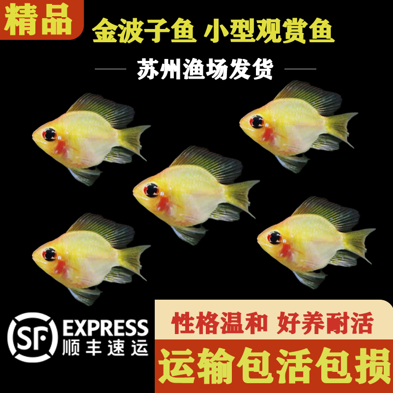 金波子鱼蓝波子热带鱼观赏鱼小型群游鱼好养耐活淡水鱼草缸活体鱼