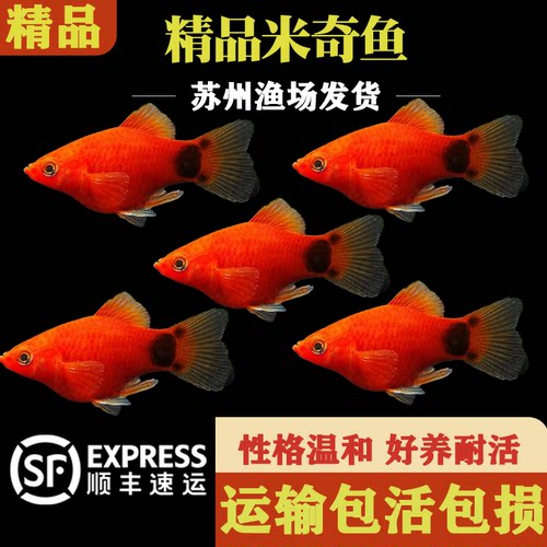 米奇鱼月光鱼胎生鱼新手推荐小鱼皮实孔雀鱼斑马淡水鱼观赏鱼活体