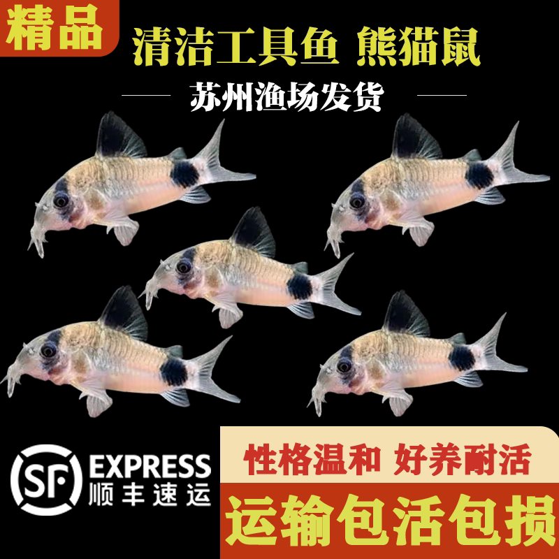 熊猫鼠鱼清道夫鱼老鼠鱼老鼠鱼缸除藻清洁垃圾鱼工具鱼小型观赏鱼