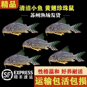 黄翅珍珠鼠鱼小型鱼热带鱼清洁鱼工具鱼清理粪便小鱼清理绿藻小鱼