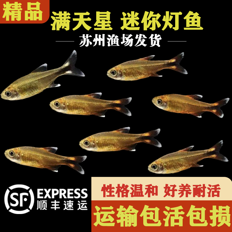 迷你灯满天星热带小型灯鱼淡水群游观赏鱼好养耐活南美热带观赏鱼
