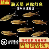迷你灯满天星热带小型灯鱼淡水群游观赏鱼好养耐活南美热带观赏鱼