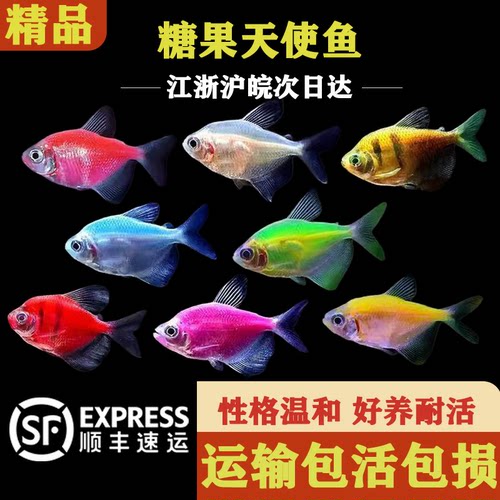 彩色天使鱼热带观赏鱼小型群游鱼