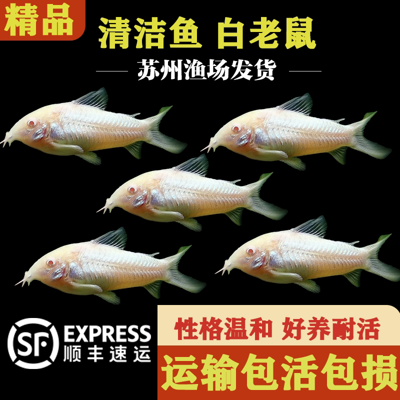白老鼠鱼清洁鱼缸小鱼工具鱼热带淡水鱼吃粪便绿藻小鱼好养耐活鱼